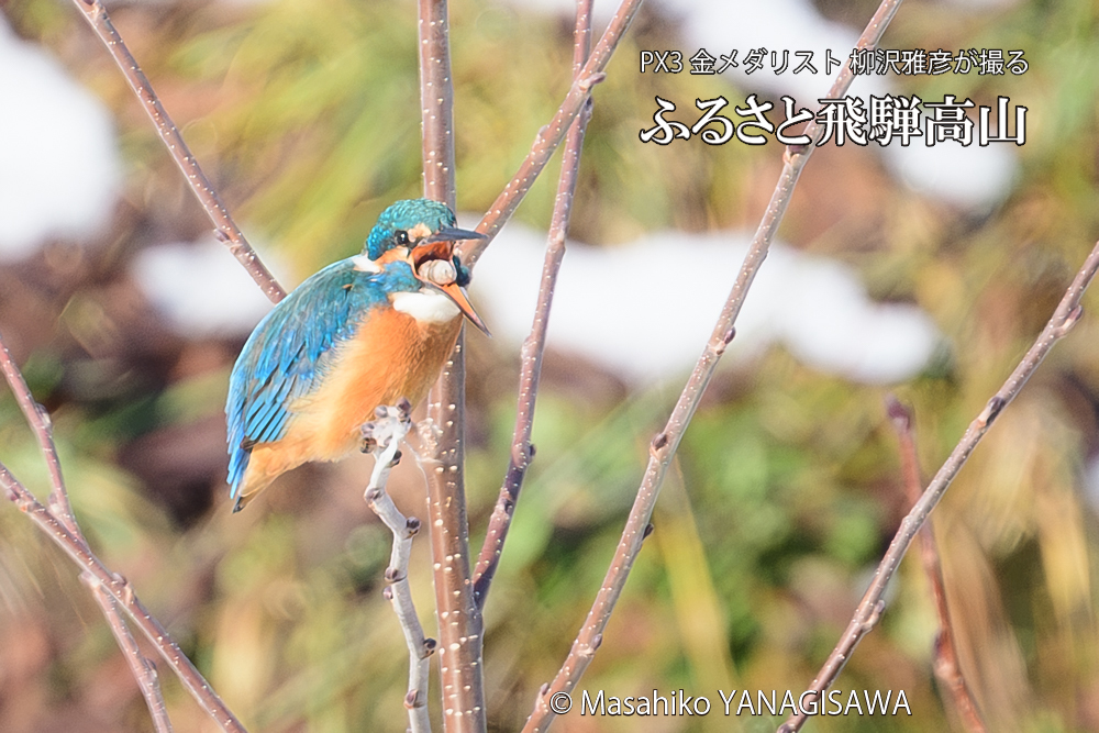 飛騨高山に棲むカワセミの写真です。