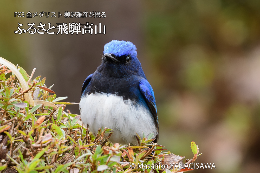 飛騨高山に棲むオオルリの写真です。