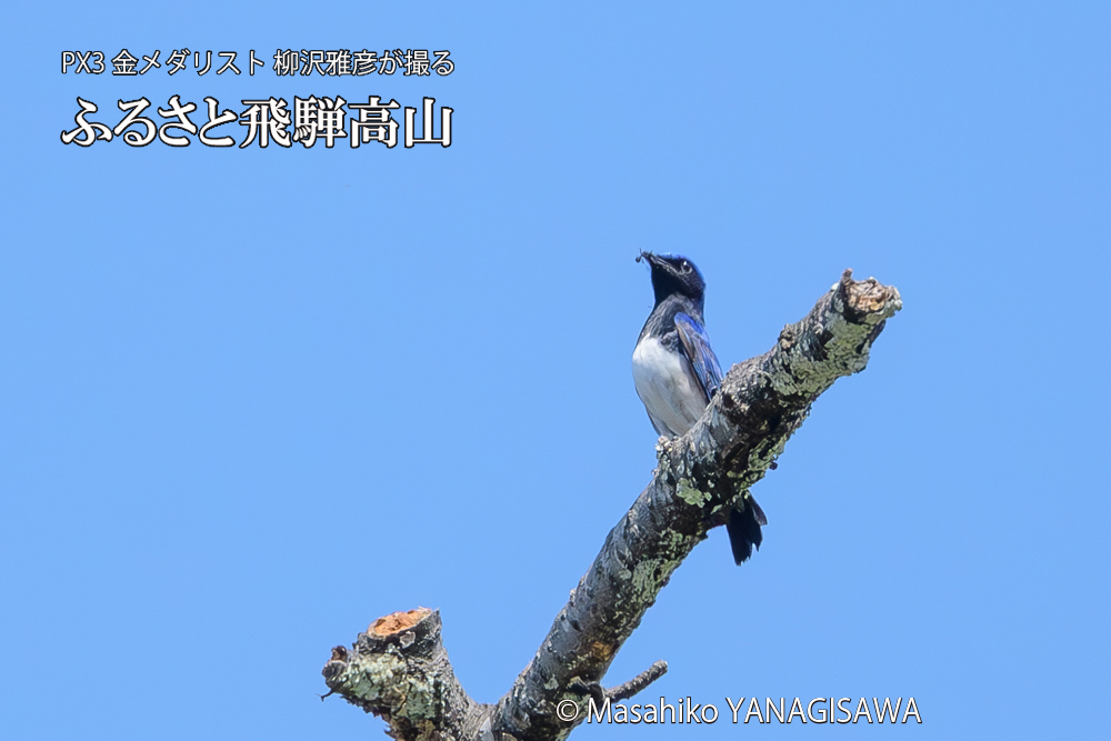 飛騨高山に棲むオオルリの写真です。