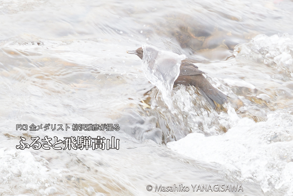 飛騨高山に棲むカワガラスの写真です。