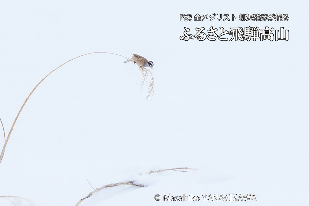 飛騨高山に棲むホオジロの写真です。