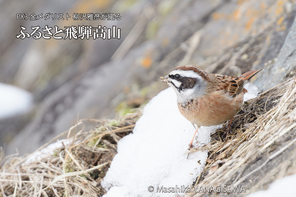飛騨高山に棲むホオジロの写真です。