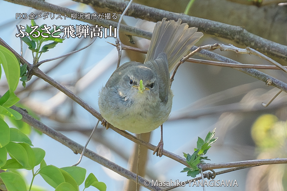 飛騨高山に棲むウグイスの写真です。