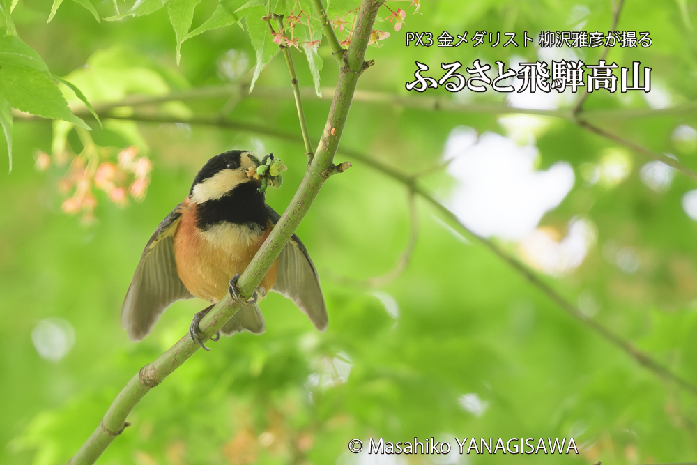 飛騨高山に棲むヤマガラの写真です。