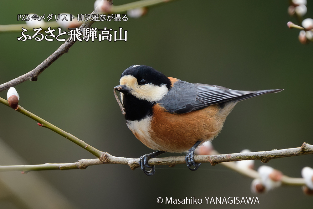 飛騨高山に棲むヤマガラの写真です。