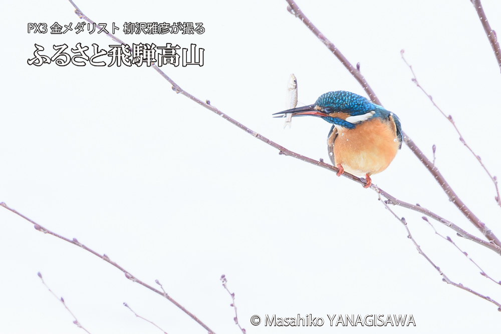 飛騨高山に棲むカワセミの写真です。