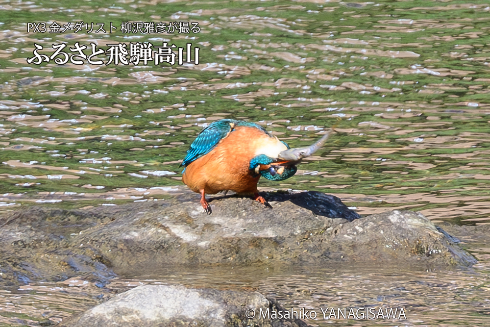 飛騨高山に棲むカワセミの写真です。