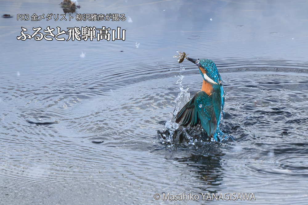 飛騨高山に棲むカワセミの写真です。