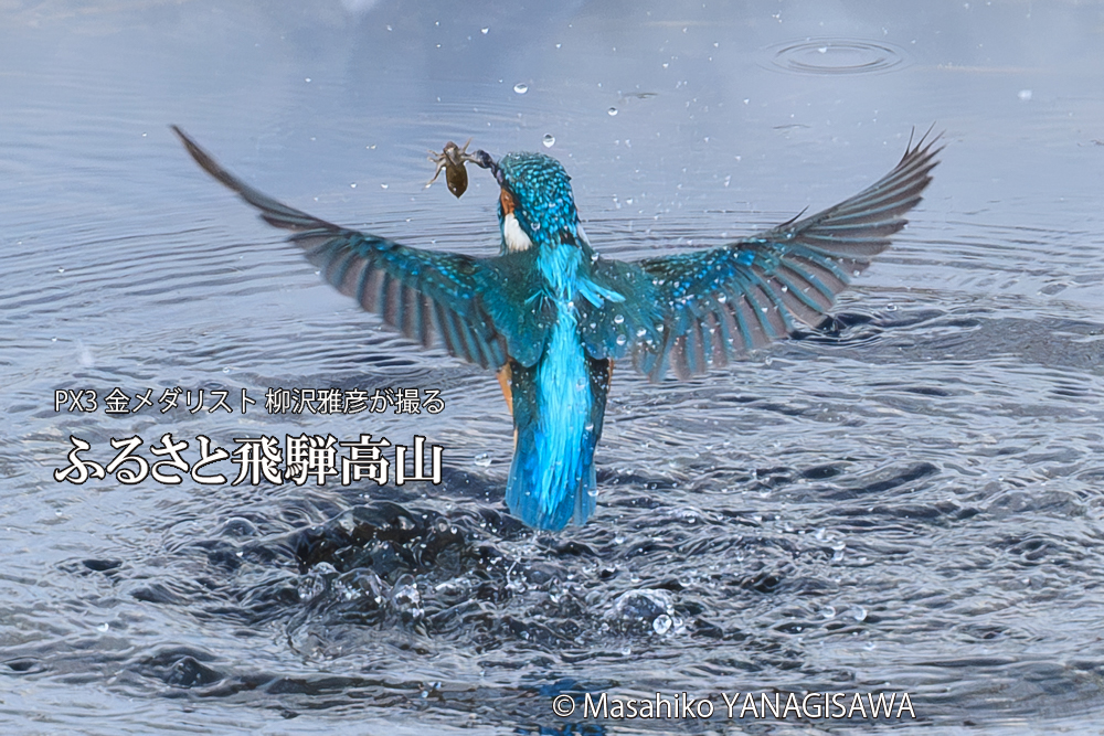 飛騨高山に棲むカワセミの写真です。