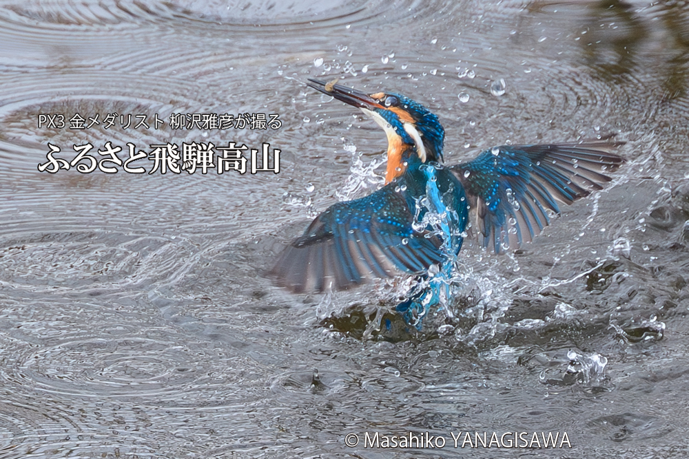 飛騨高山に棲むカワセミの写真です。