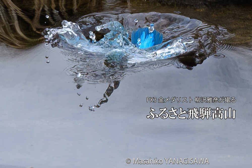 飛騨高山に棲むカワセミの写真です。