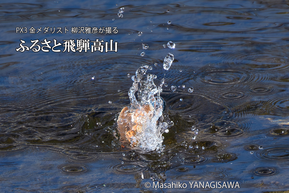 飛騨高山に棲むカワセミの写真です。