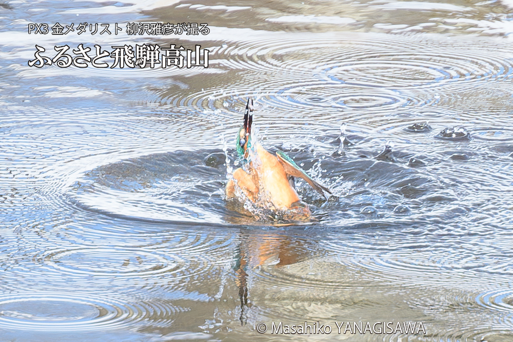 飛騨高山に棲むカワセミの写真です。