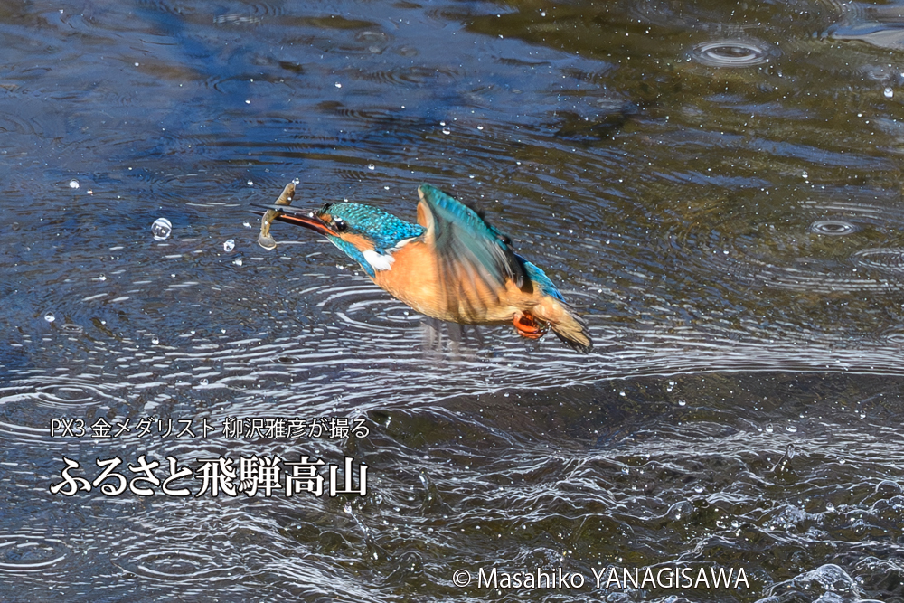 飛騨高山に棲むカワセミの写真です。
