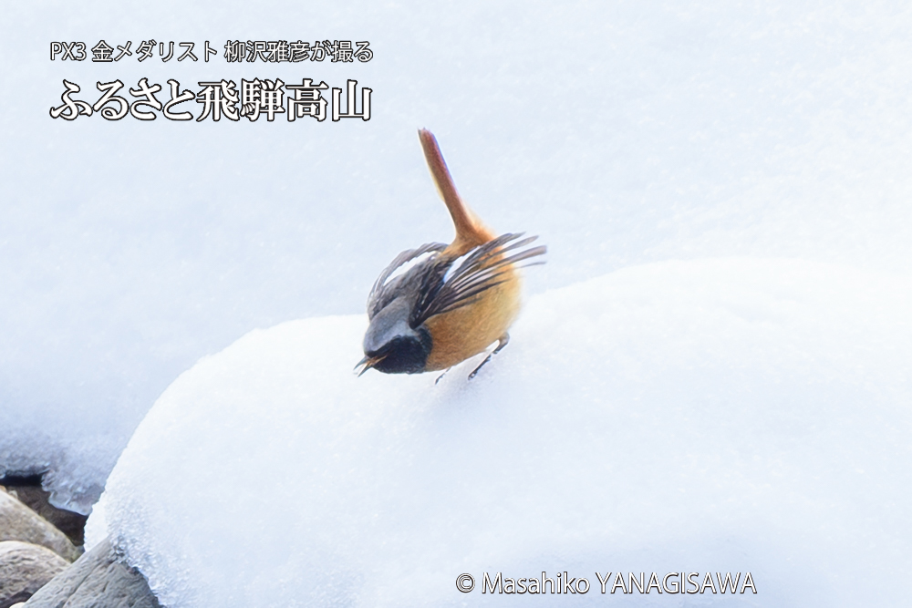 飛騨高山に棲むジョウビタキ雄の写真です。