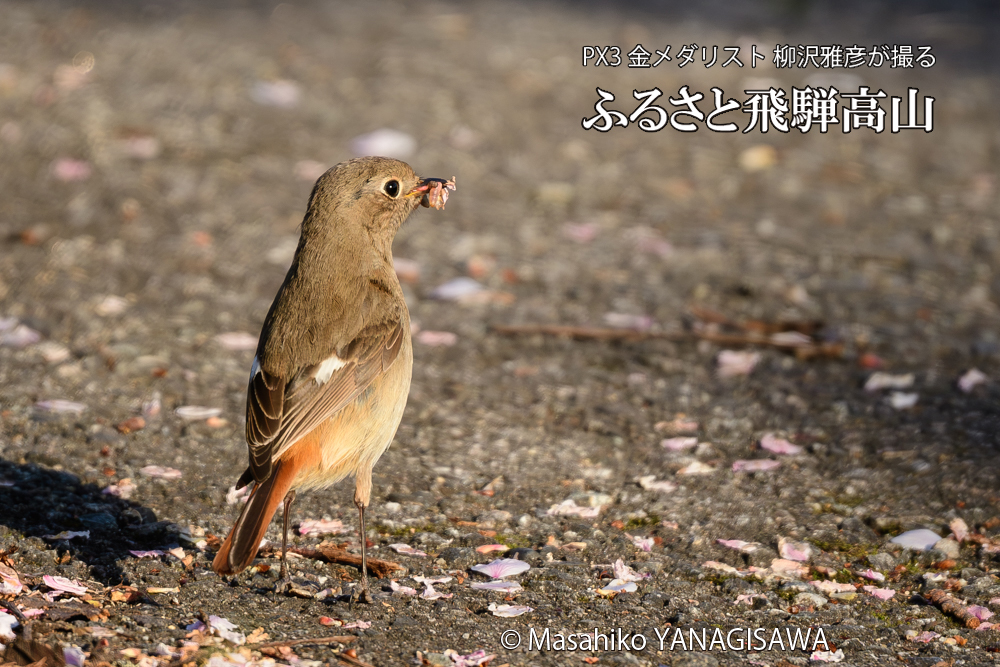 飛騨高山に棲むジョウビタキ雌の写真です。