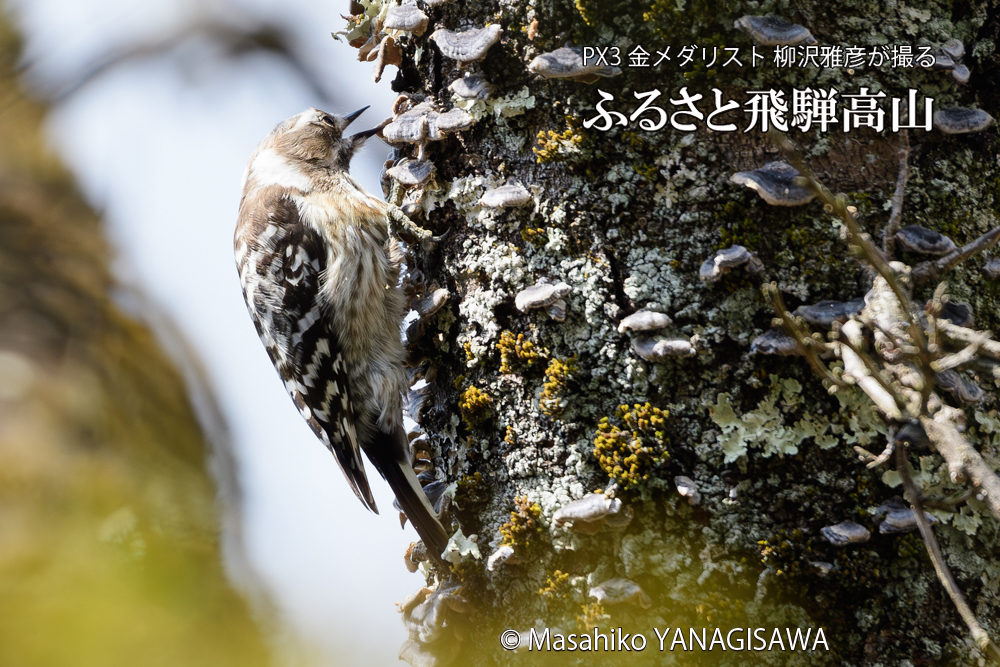 飛騨高山に棲むコゲラの写真です。