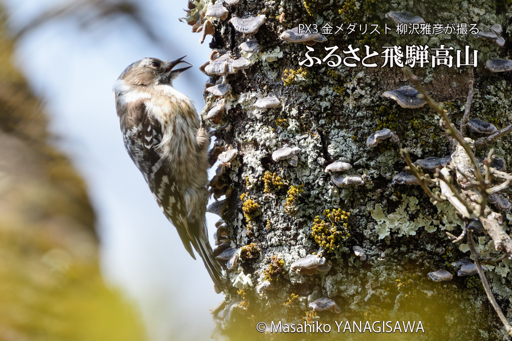 飛騨高山に棲むコゲラの写真です。