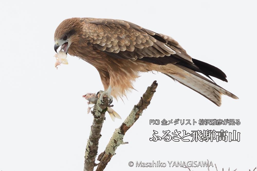 飛騨高山に棲むトビの写真です。