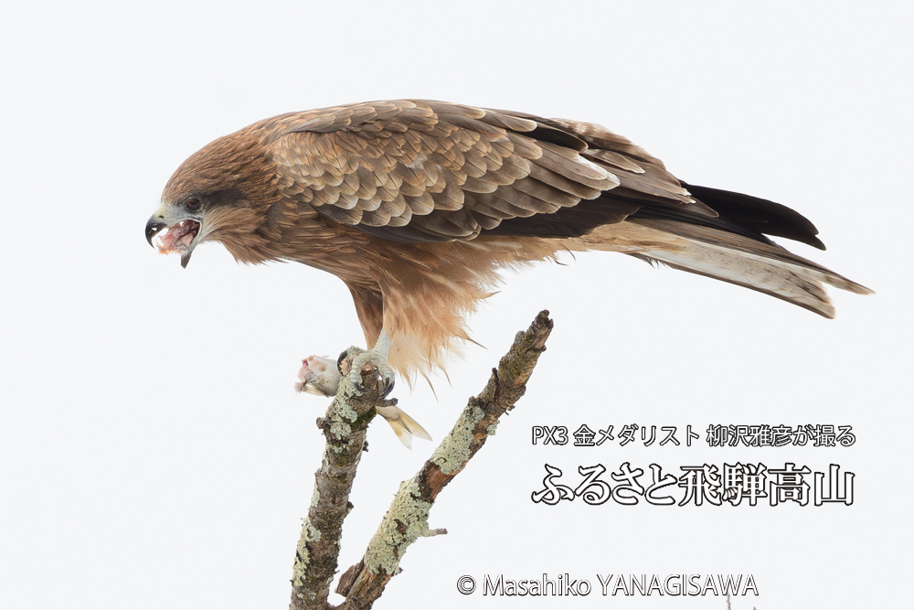 飛騨高山に棲むトビの写真です。