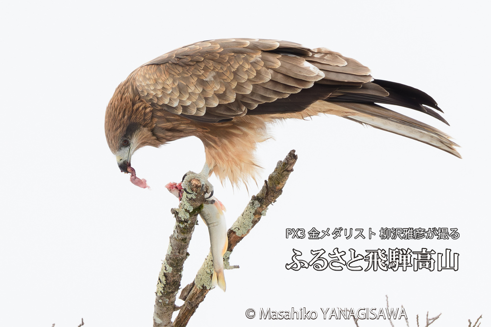 飛騨高山に棲むトビの写真です。