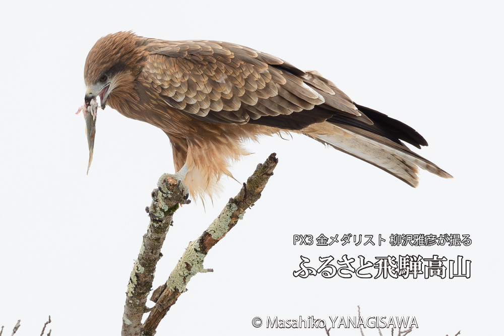 飛騨高山に棲むトビの写真です。