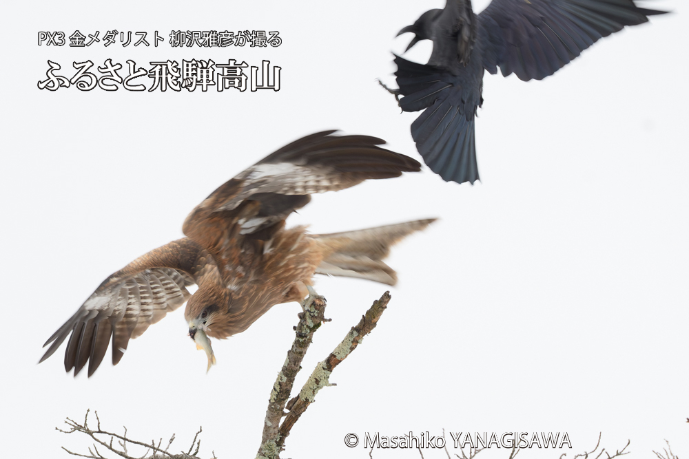 飛騨高山に棲むトビの写真です。