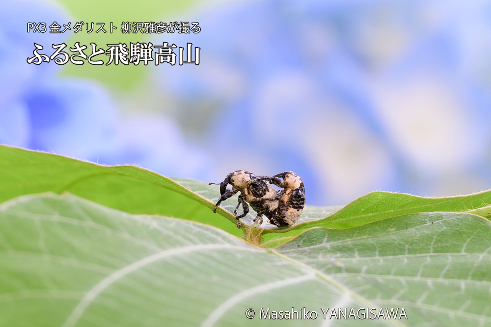 色とりどりのアジサイと、飛騨高山に棲むオジロアシナガゾウムシの写真です。