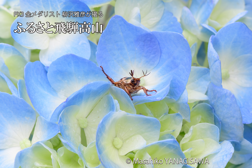 色とりどりのアジサイと、飛騨高山に棲むセマダラコガネの写真です。