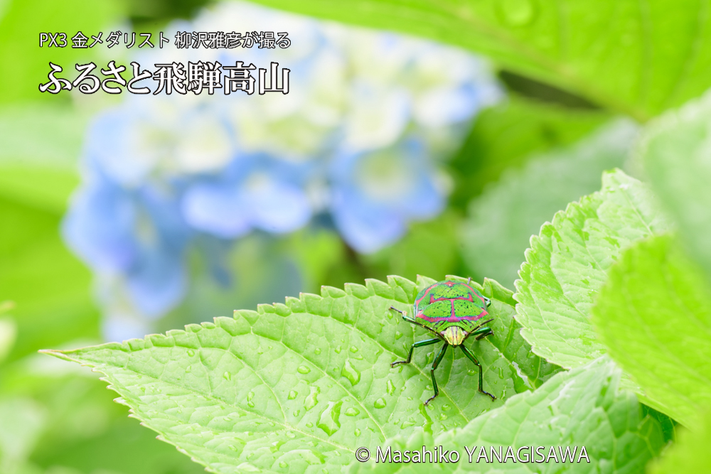 色とりどりのアジサイと、飛騨高山に棲むアカスジキンカメムシの写真です。