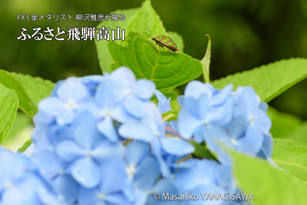 色とりどりのアジサイと、飛騨高山に棲むアカスジキンカメムシの写真です。