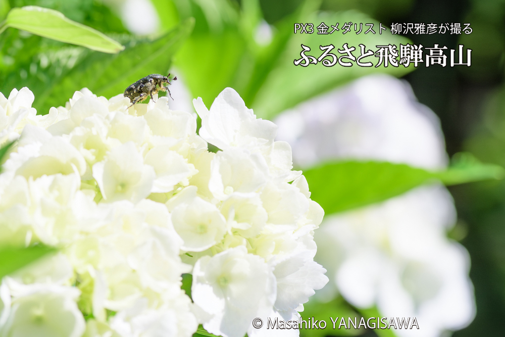 色とりどりのアジサイと、飛騨高山に棲むハナムグリの写真です。