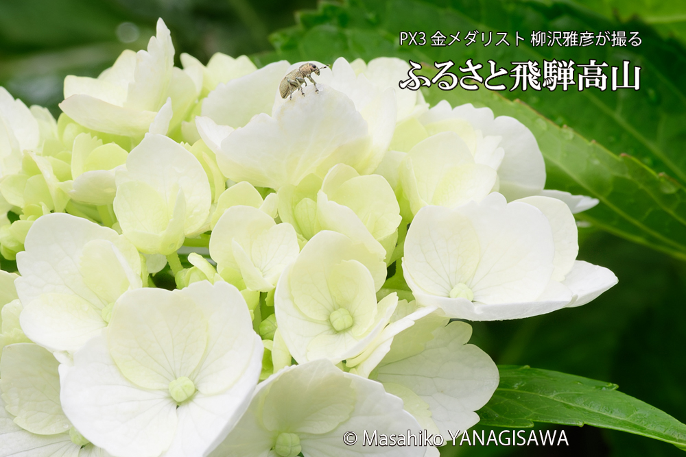 色とりどりのアジサイと、飛騨高山に棲むコフキゾウムシの写真です。