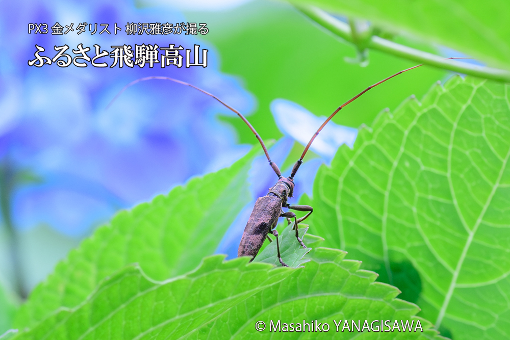 色とりどりのアジサイと、飛騨高山に棲むカミキリの仲間の写真です。