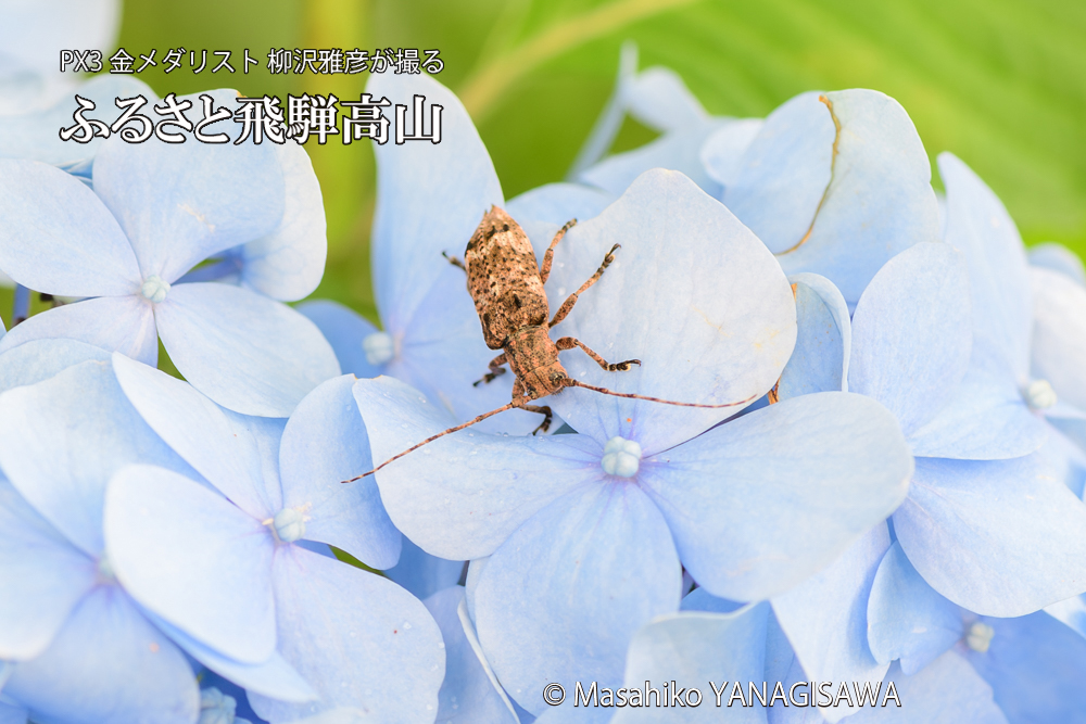 色とりどりのアジサイと、飛騨高山に棲むカミキリの仲間の写真です。