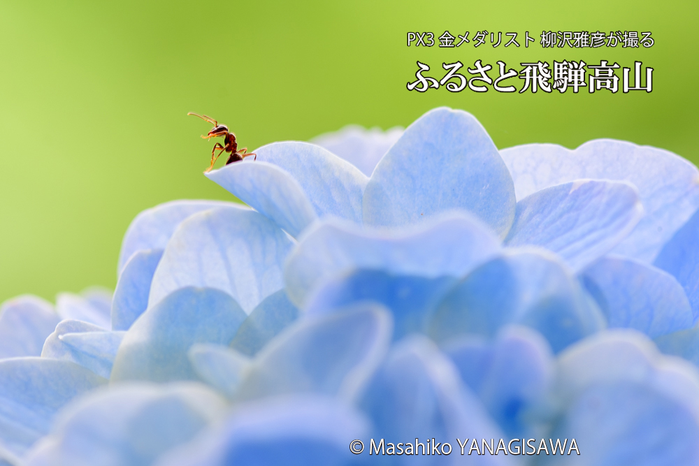 色とりどりのアジサイと、飛騨高山に棲むアリの写真です。