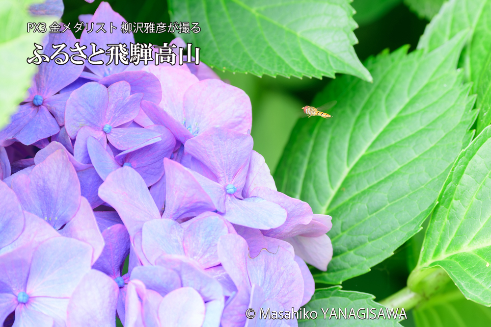 色とりどりのアジサイと、飛騨高山に棲むホソヒラタアブの写真です。