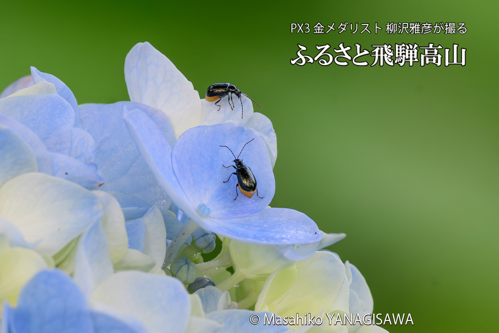 色とりどりのアジサイと、飛騨高山に棲むハムシの写真です。