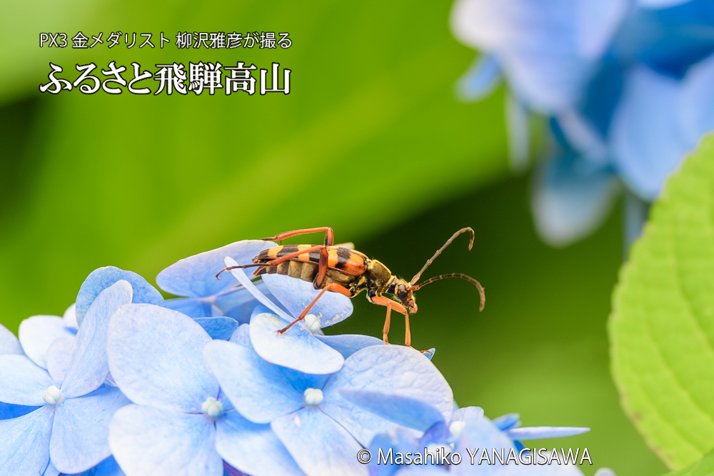 色とりどりのアジサイと、飛騨高山に棲むヨツスジハナカミキリの写真です。