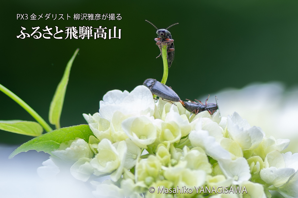 色とりどりのアジサイと、飛騨高山に棲むコメツキムシの写真です。