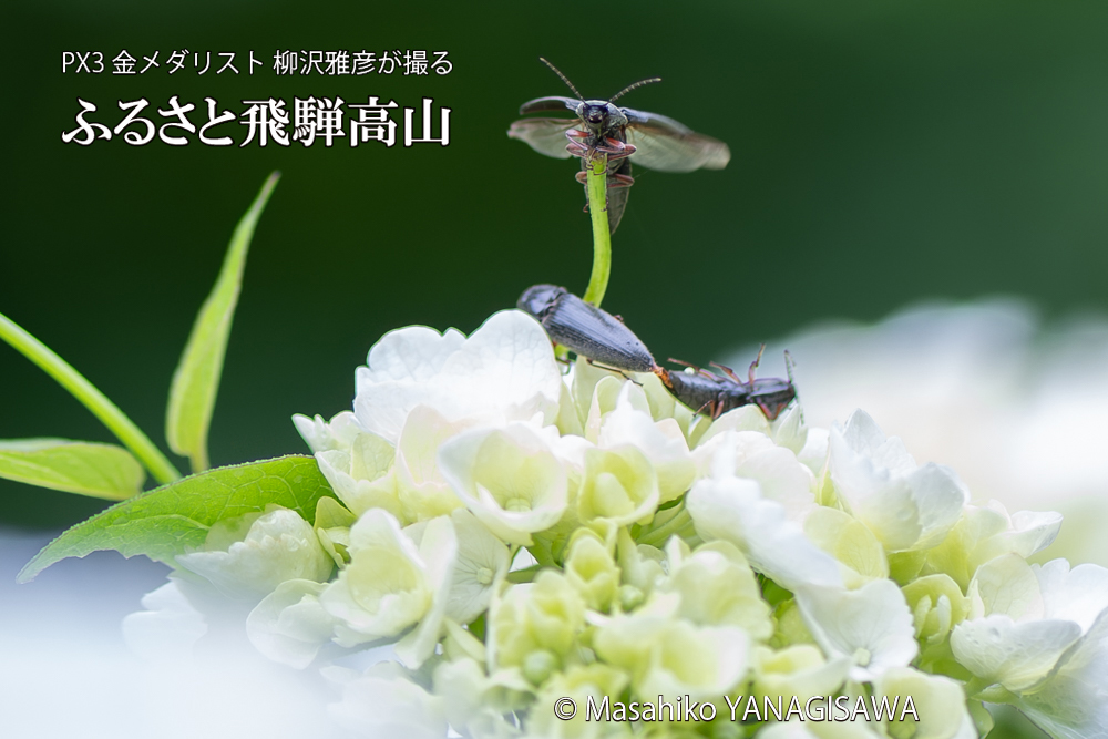 色とりどりのアジサイと、飛騨高山に棲むコメツキムシの写真です。