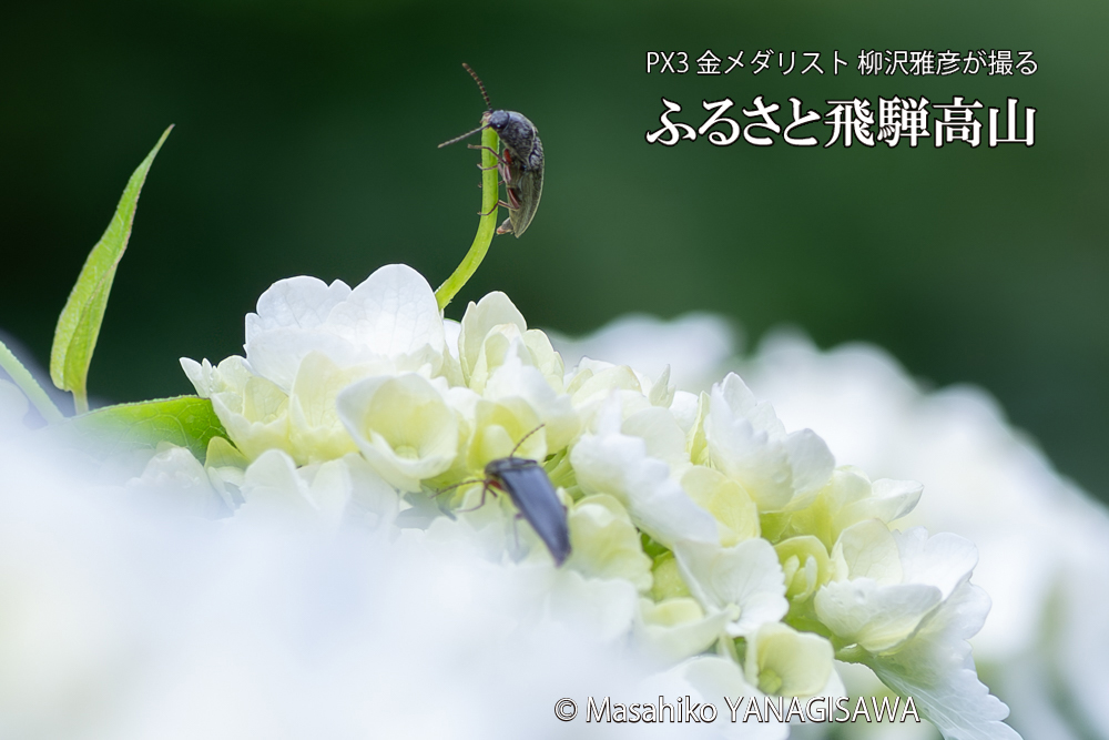 色とりどりのアジサイと、飛騨高山に棲むコメツキムシの写真です。