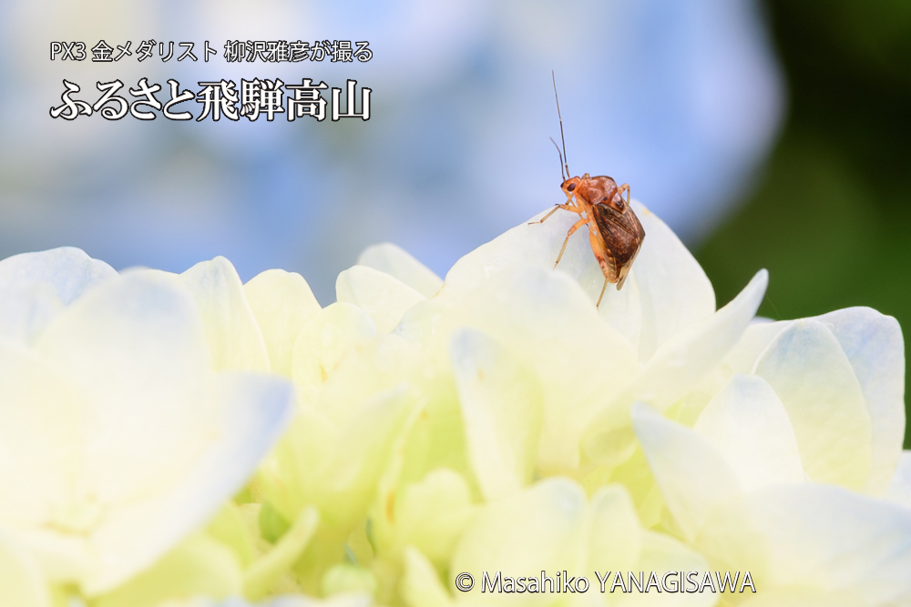 色とりどりのアジサイと、飛騨高山に棲むカスミカメの写真です。