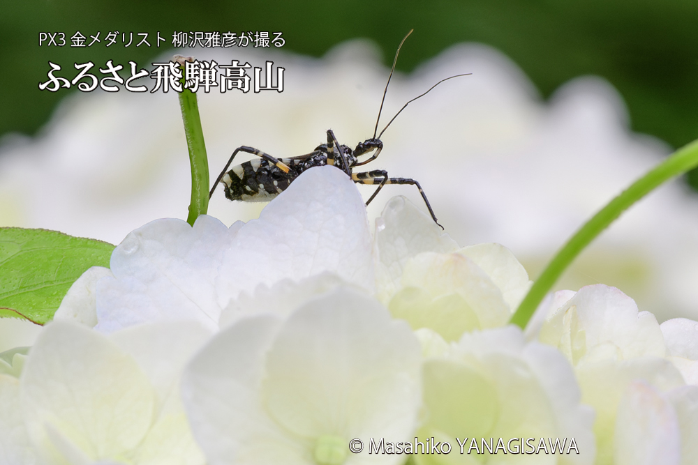 色とりどりのアジサイと、飛騨高山に棲むサシガメの写真です。