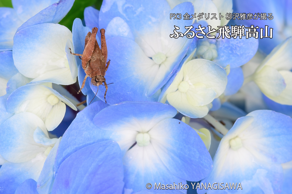 色とりどりのアジサイと、飛騨高山に棲むヒシバッタの写真です。