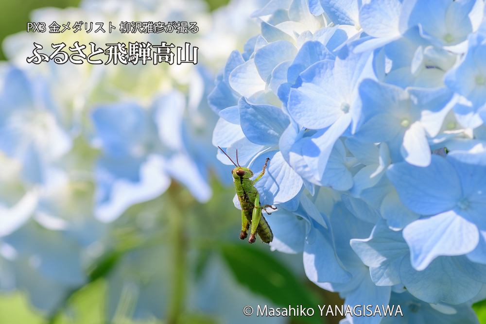色とりどりのアジサイと、飛騨高山に棲むバッタの仲間の写真です。