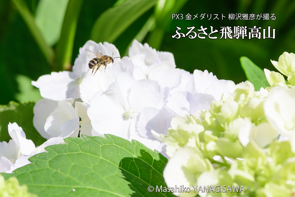 色とりどりのアジサイと、飛騨高山に棲むハナバチの写真です。