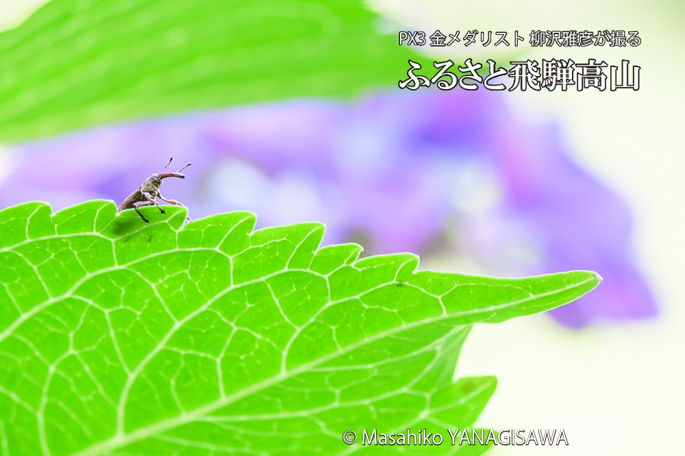 色とりどりのアジサイと、飛騨高山に棲むゾウムシの写真です。