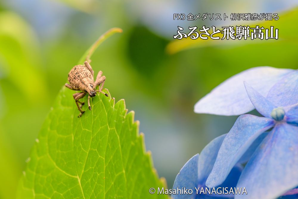 色とりどりのアジサイと、飛騨高山に棲むカシワクチブトゾウムシの写真です。