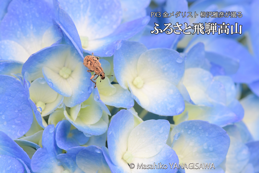 色とりどりのアジサイと、飛騨高山に棲むカシワクチブトゾウムシの写真です。